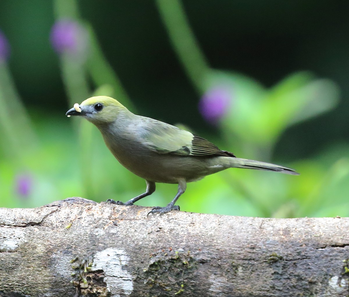 Palm Tanager - ML612334620