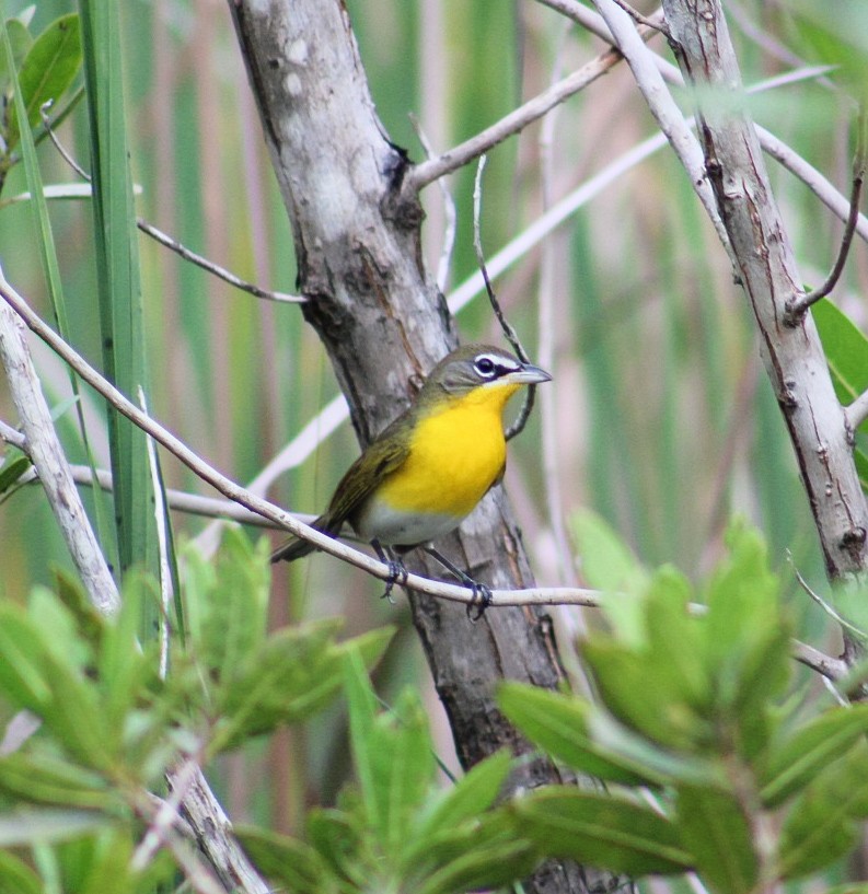 Yellow-breasted Chat (virens) - ML612335330