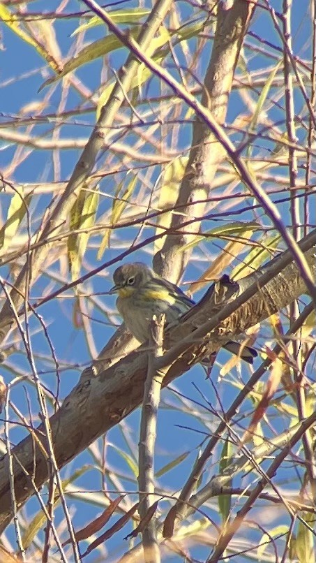Yellow-rumped Warbler (Audubon's) - ML612335421