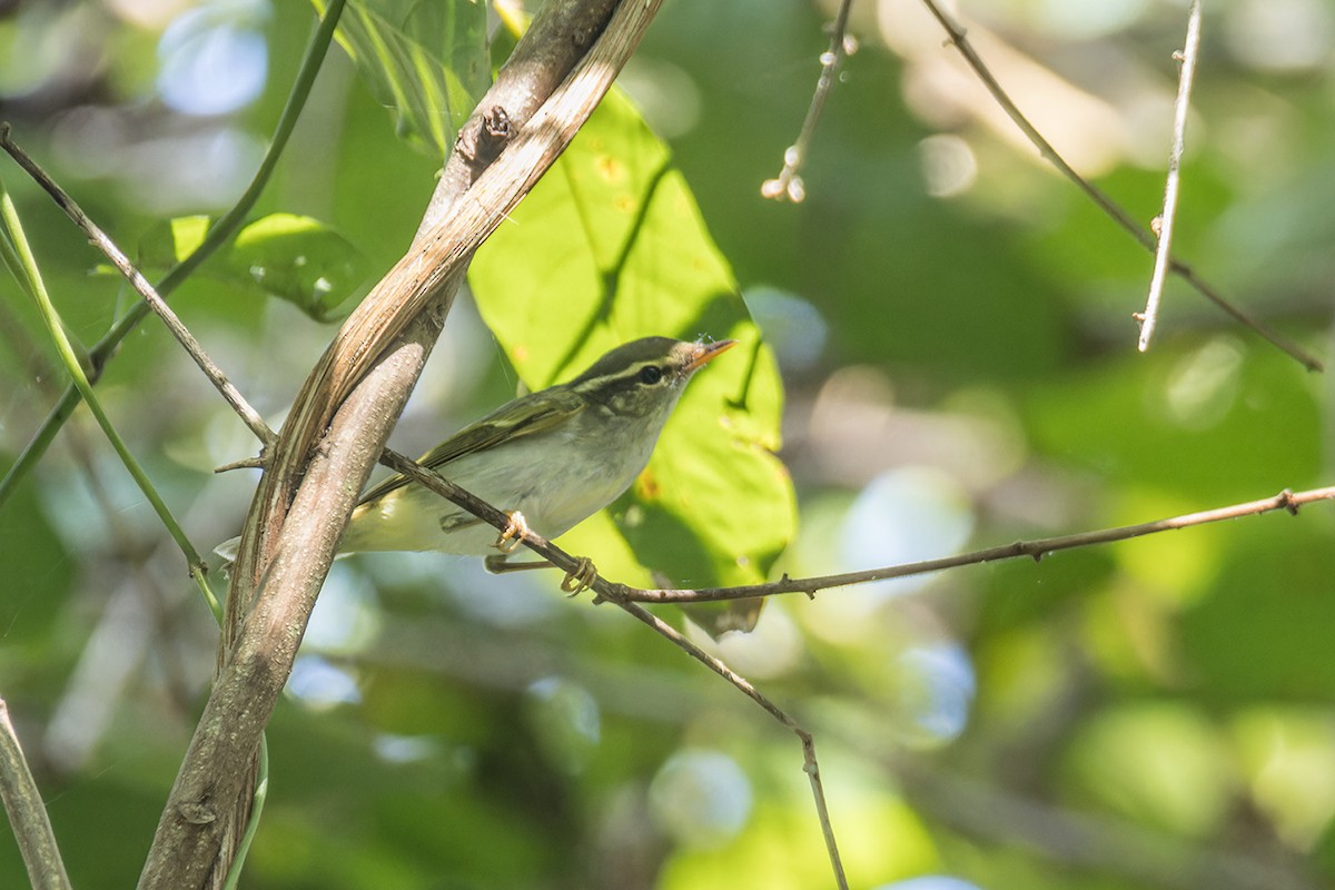 Eastern Crowned Warbler - Wich’yanan Limparungpatthanakij