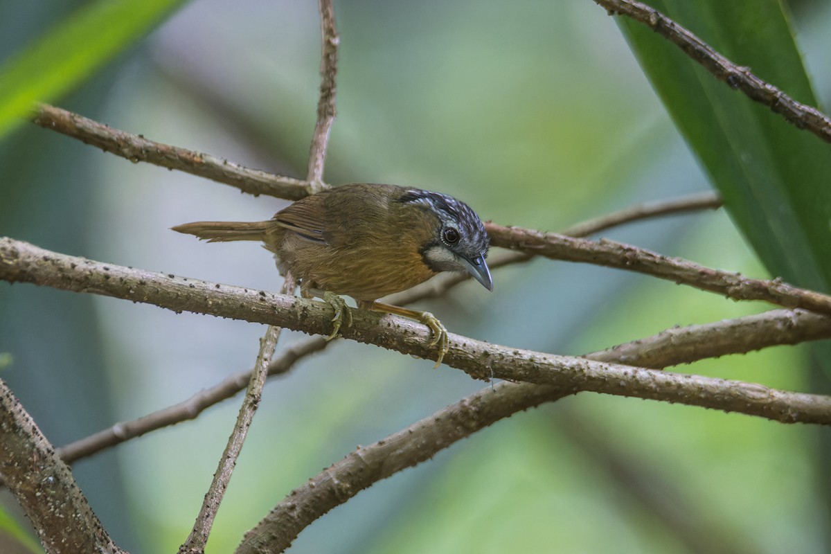 Gray-throated Babbler - Wich’yanan Limparungpatthanakij