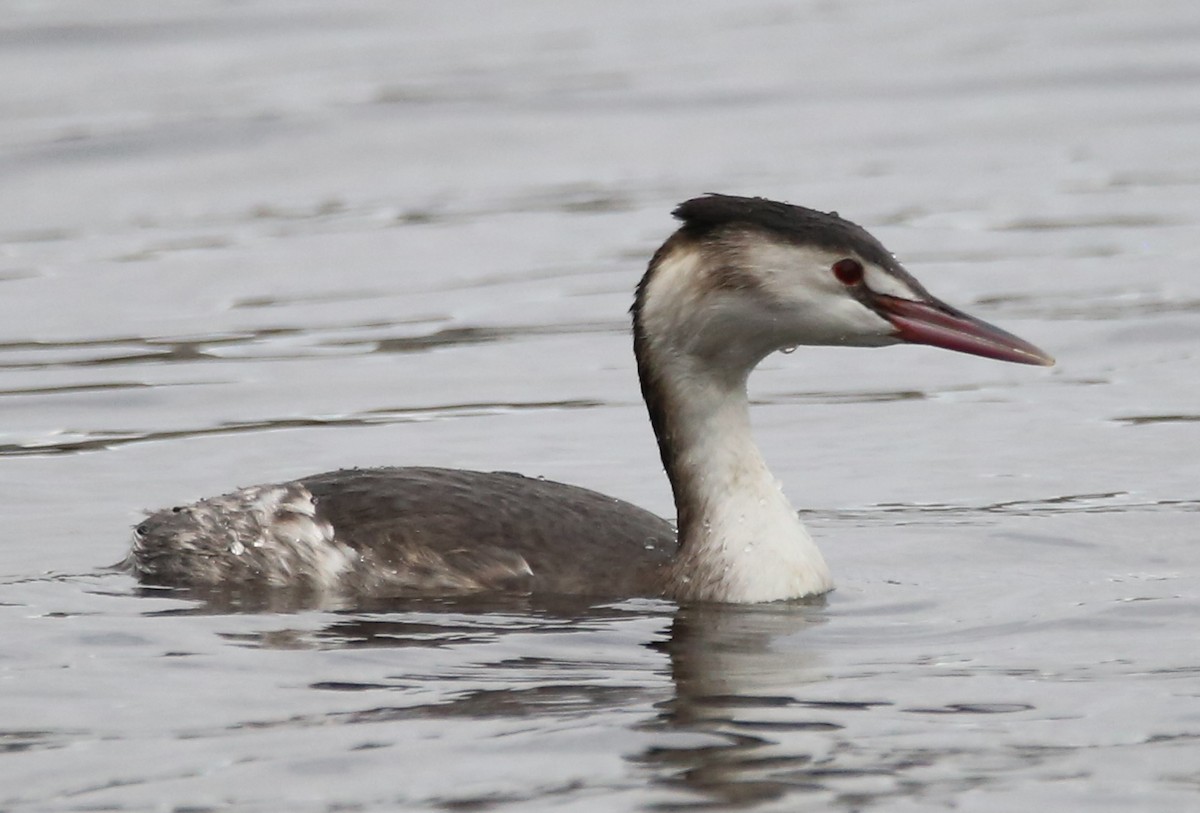 Great Crested Grebe - ML612335995