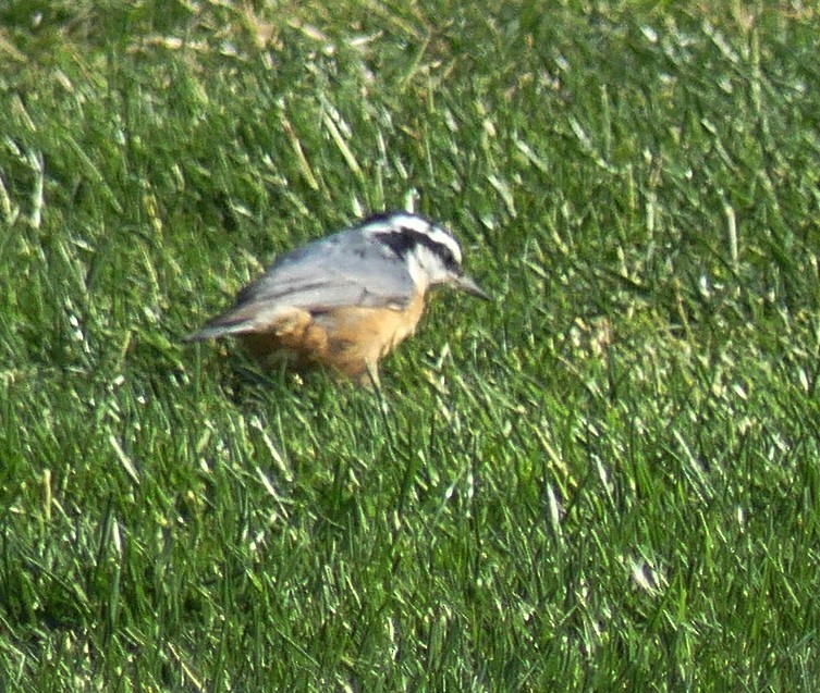 Red-breasted Nuthatch - barry mantell