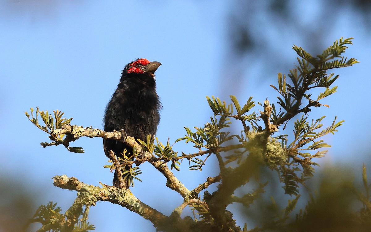 Red-faced Barbet - ML612336103