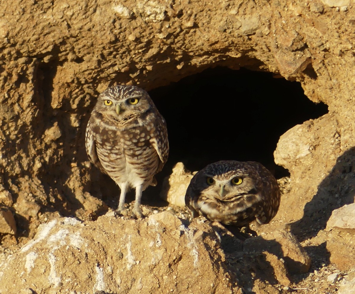 Burrowing Owl - barry mantell