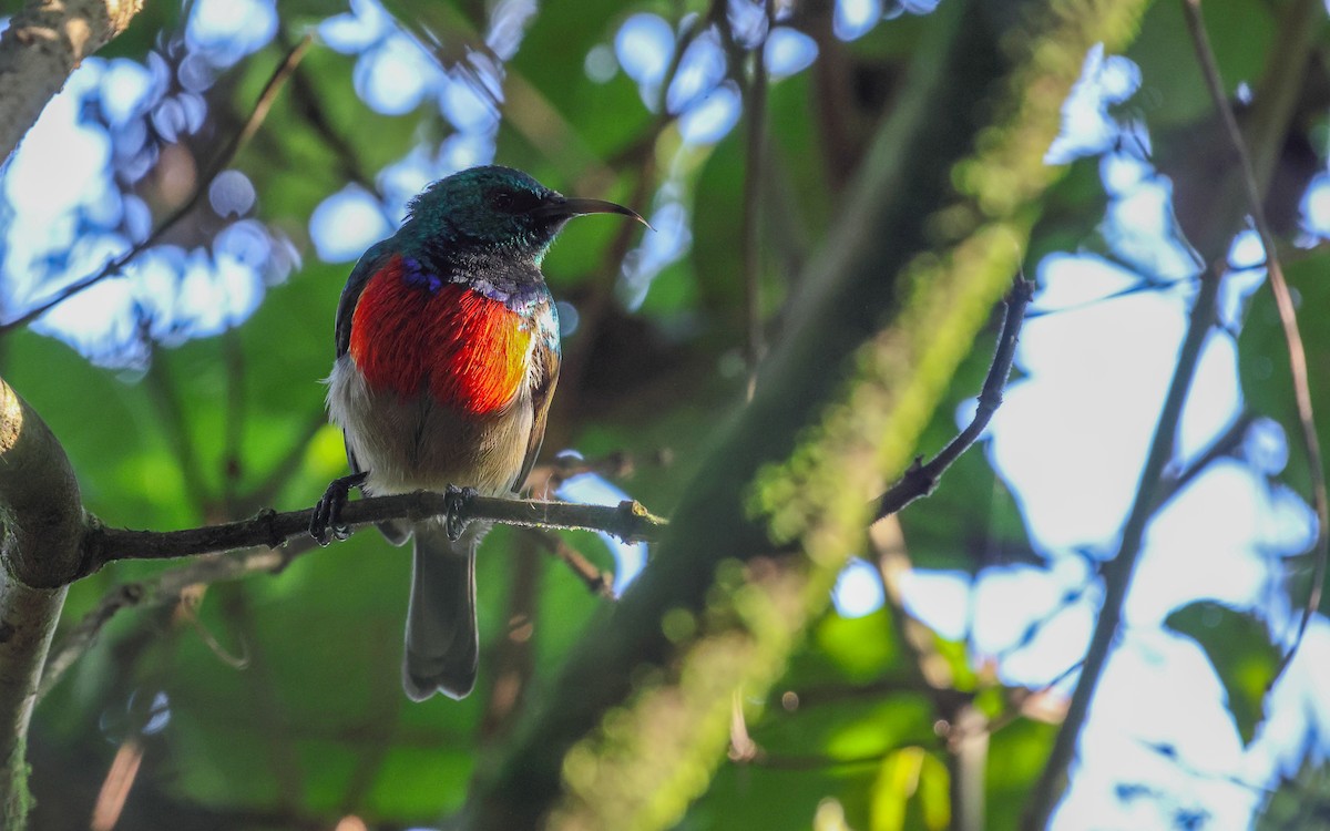Stuhlmann's Sunbird - Dominic Rollinson - Birding Ecotours