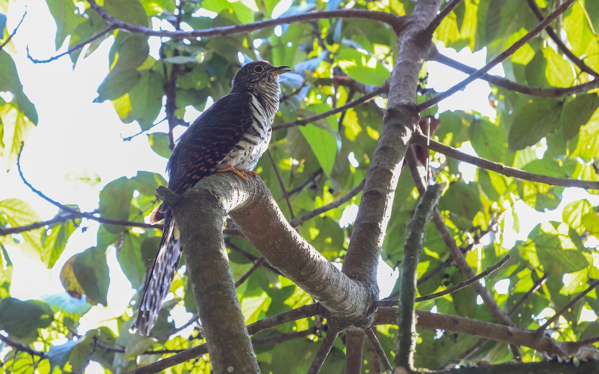Barred Long-tailed Cuckoo - ML612336372