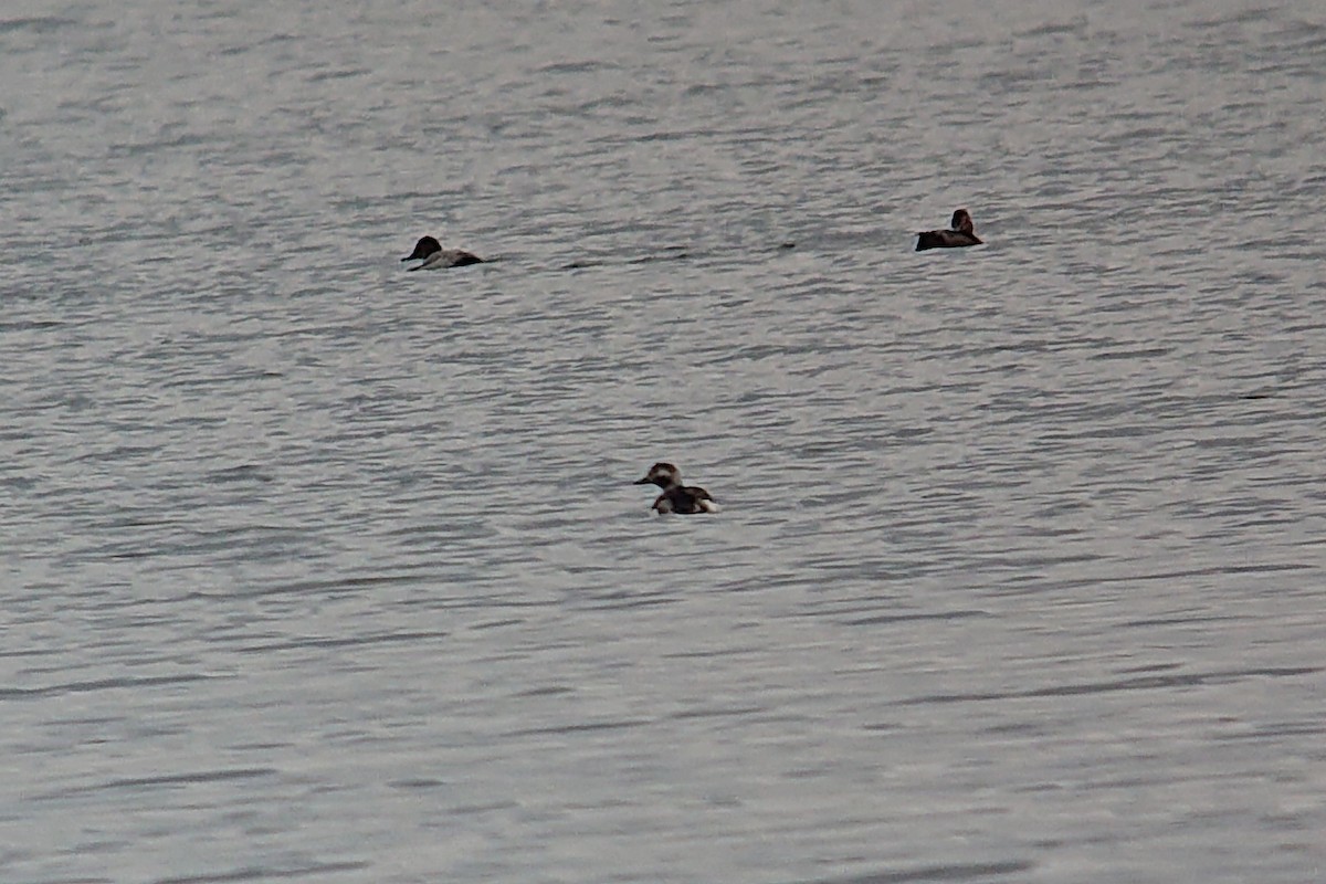 Long-tailed Duck - ML612336616