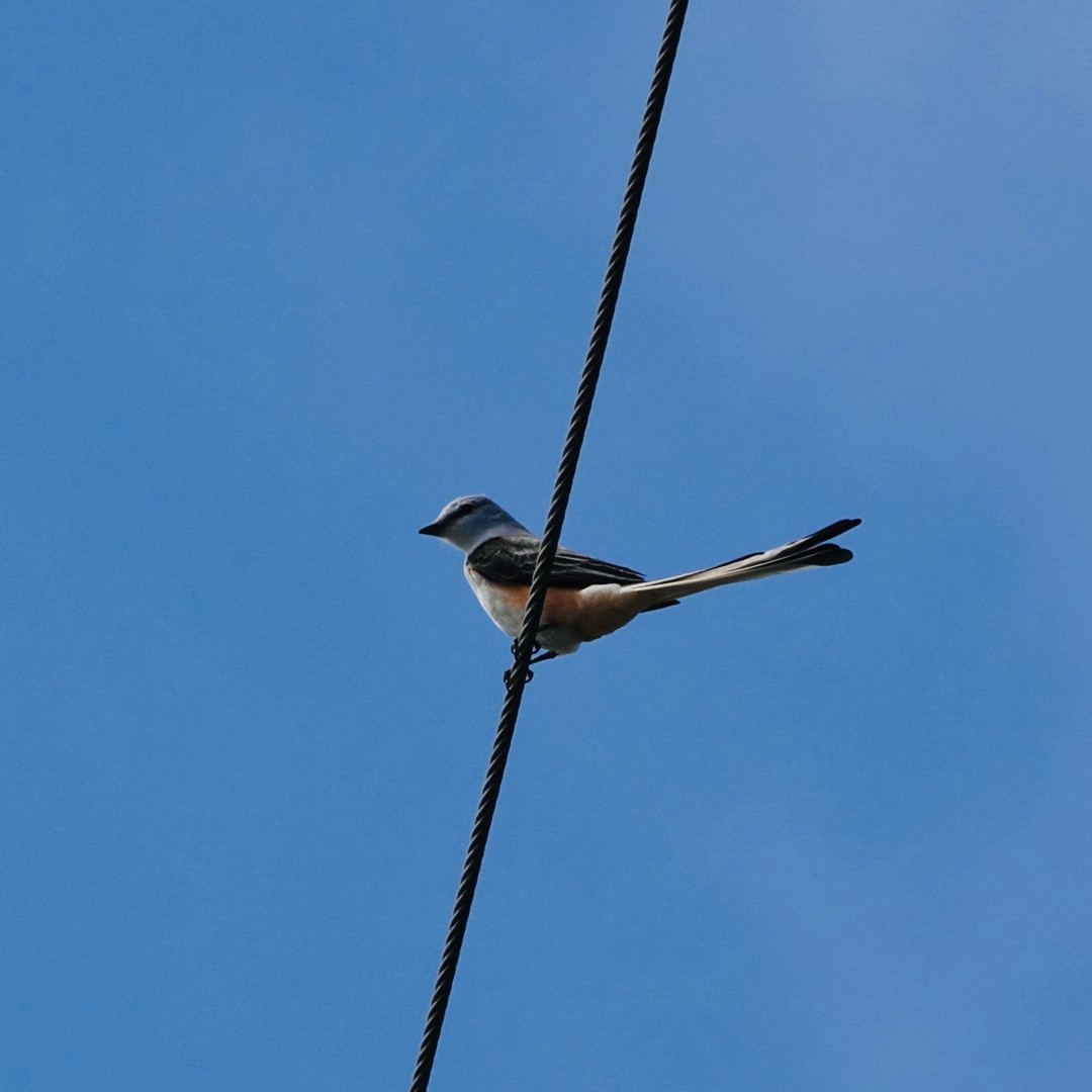 eBird Checklist 17 Dec 2023 915 Point Rd, Pahokee USFL 26.