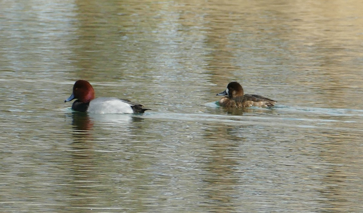 Greater Scaup - ML612337154