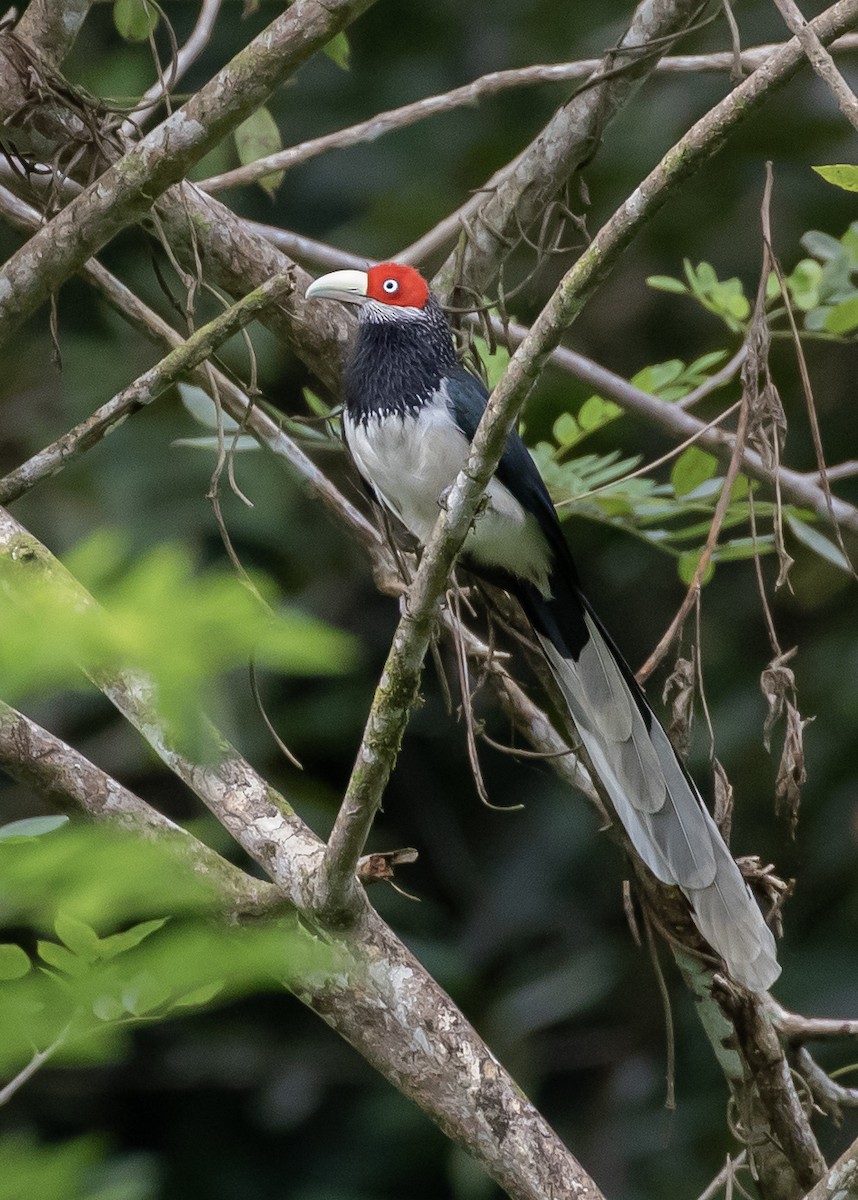 Red-faced Malkoha - ML612337189