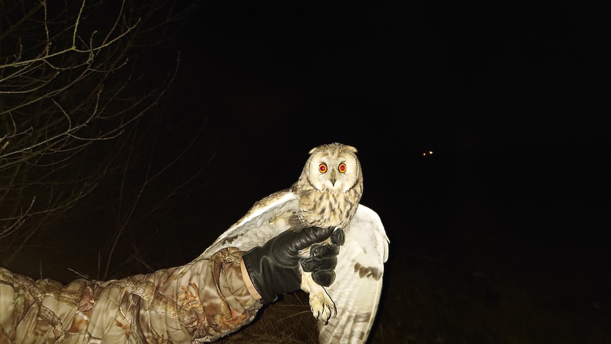 Long-eared Owl - ML612337464