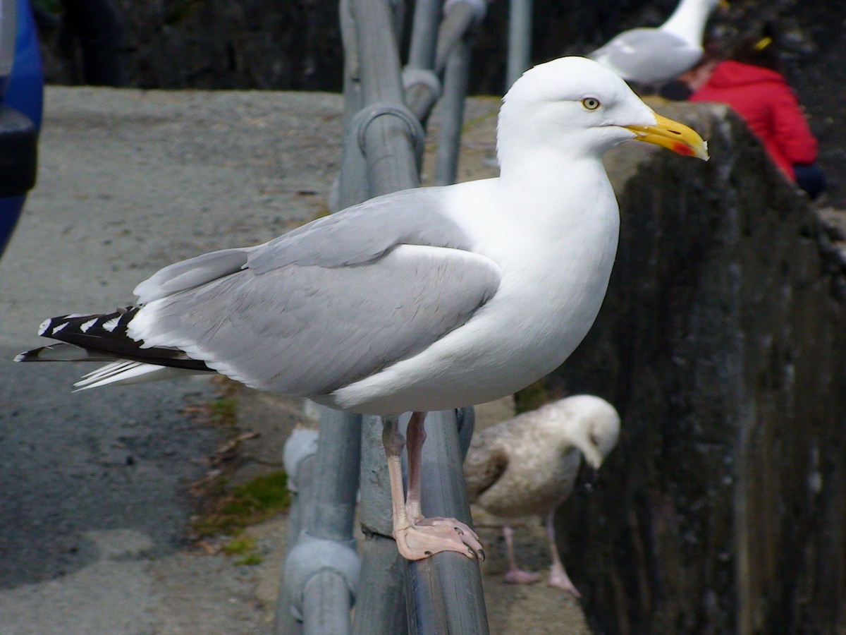Herring Gull (European) - ML612338022
