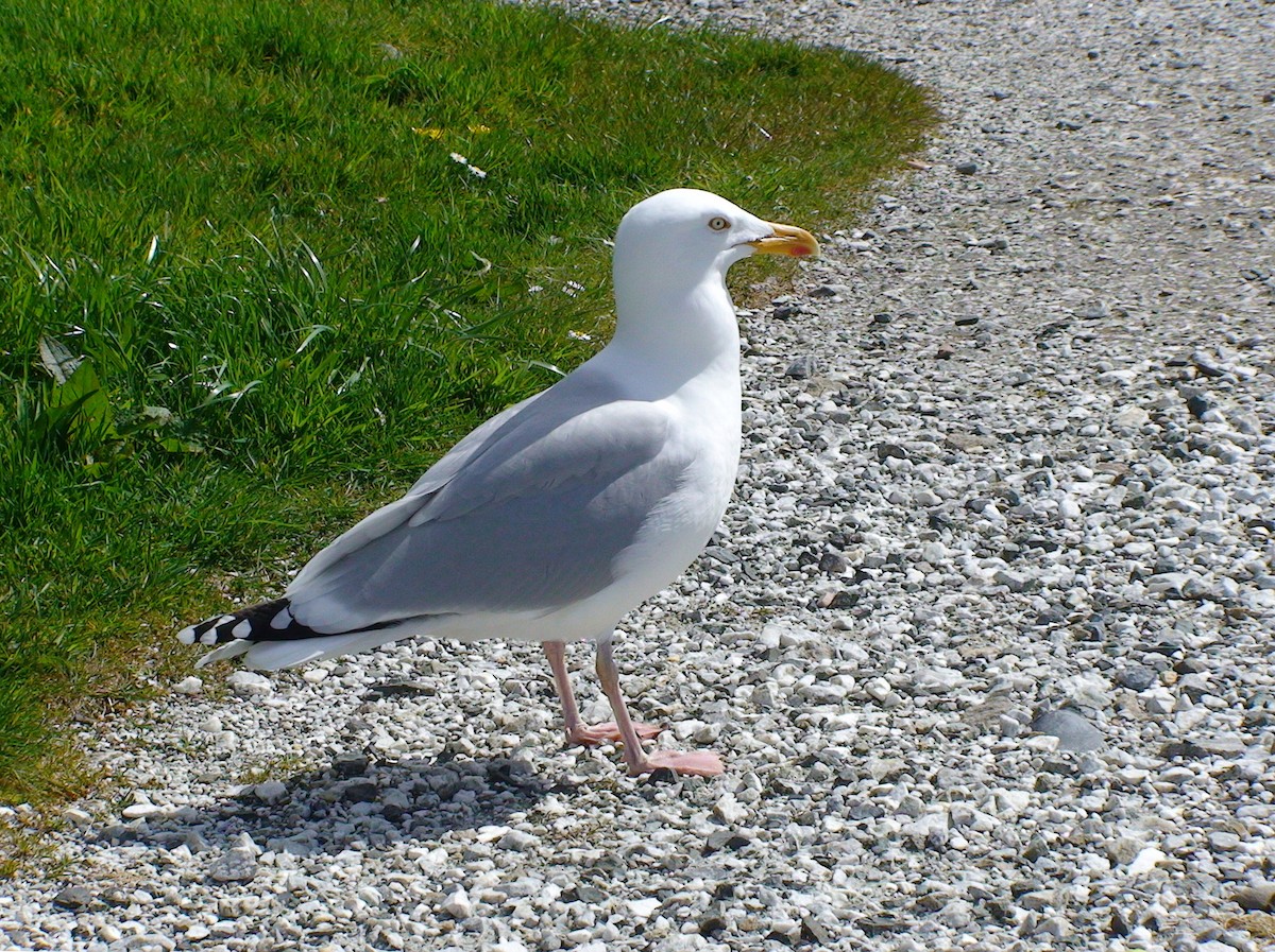 Herring Gull (European) - ML612338024