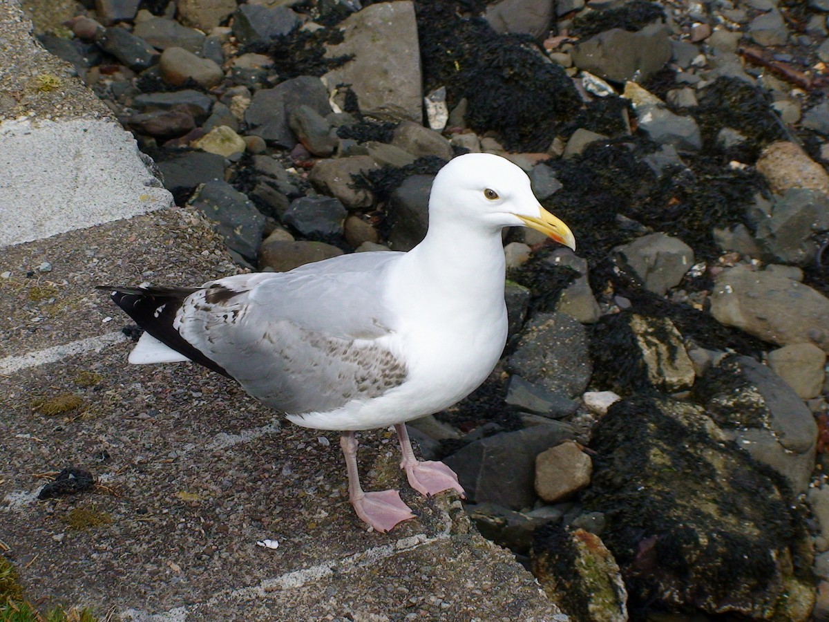 Herring Gull (European) - ML612338025