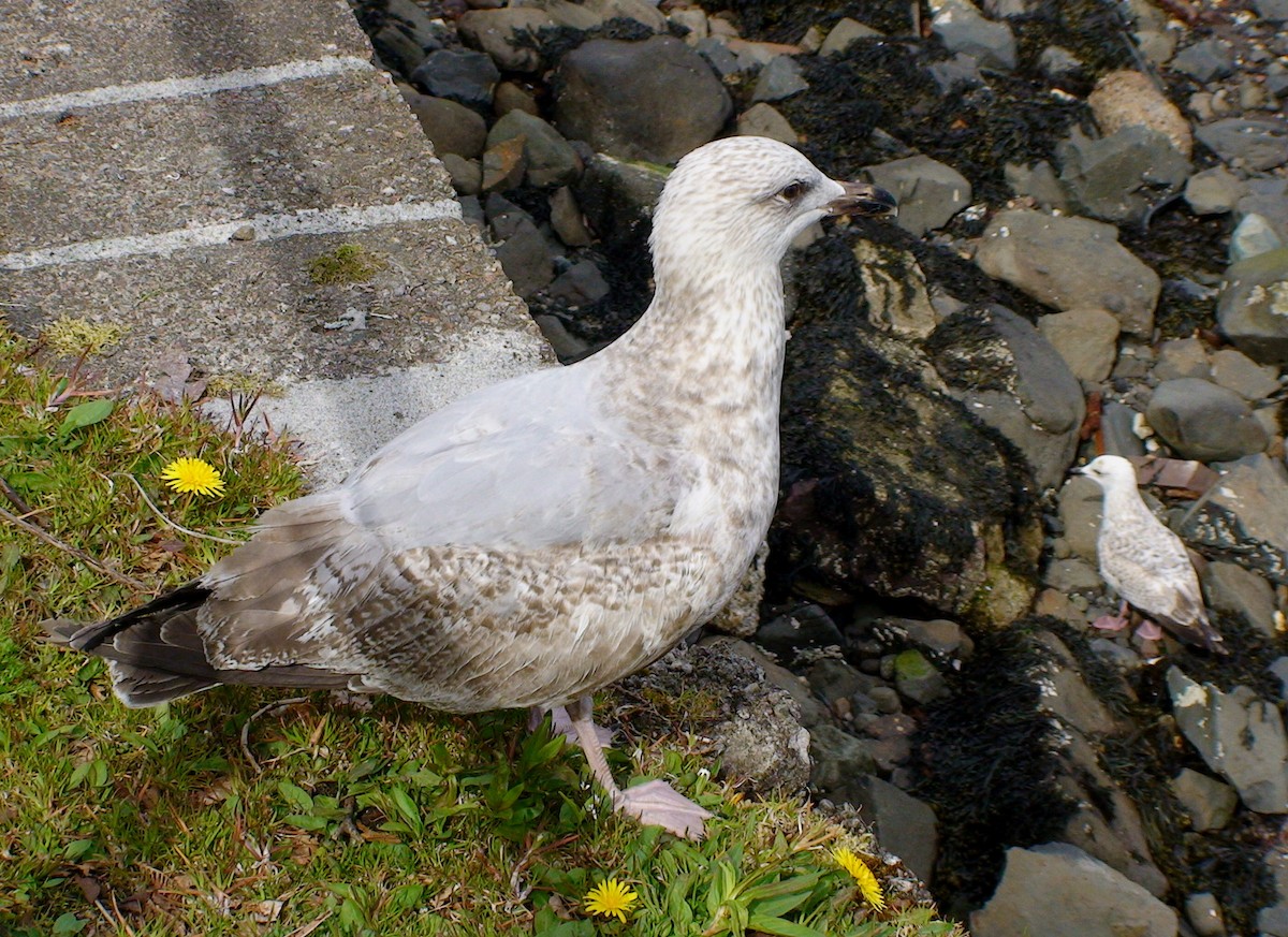 Herring Gull (European) - ML612338026