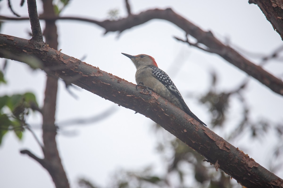 Red-bellied Woodpecker - ML612338059