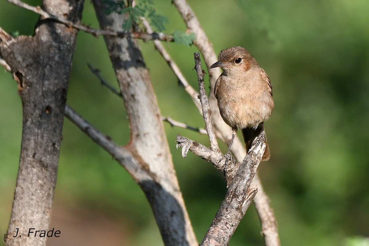 Brown-tailed Chat - ML612338283