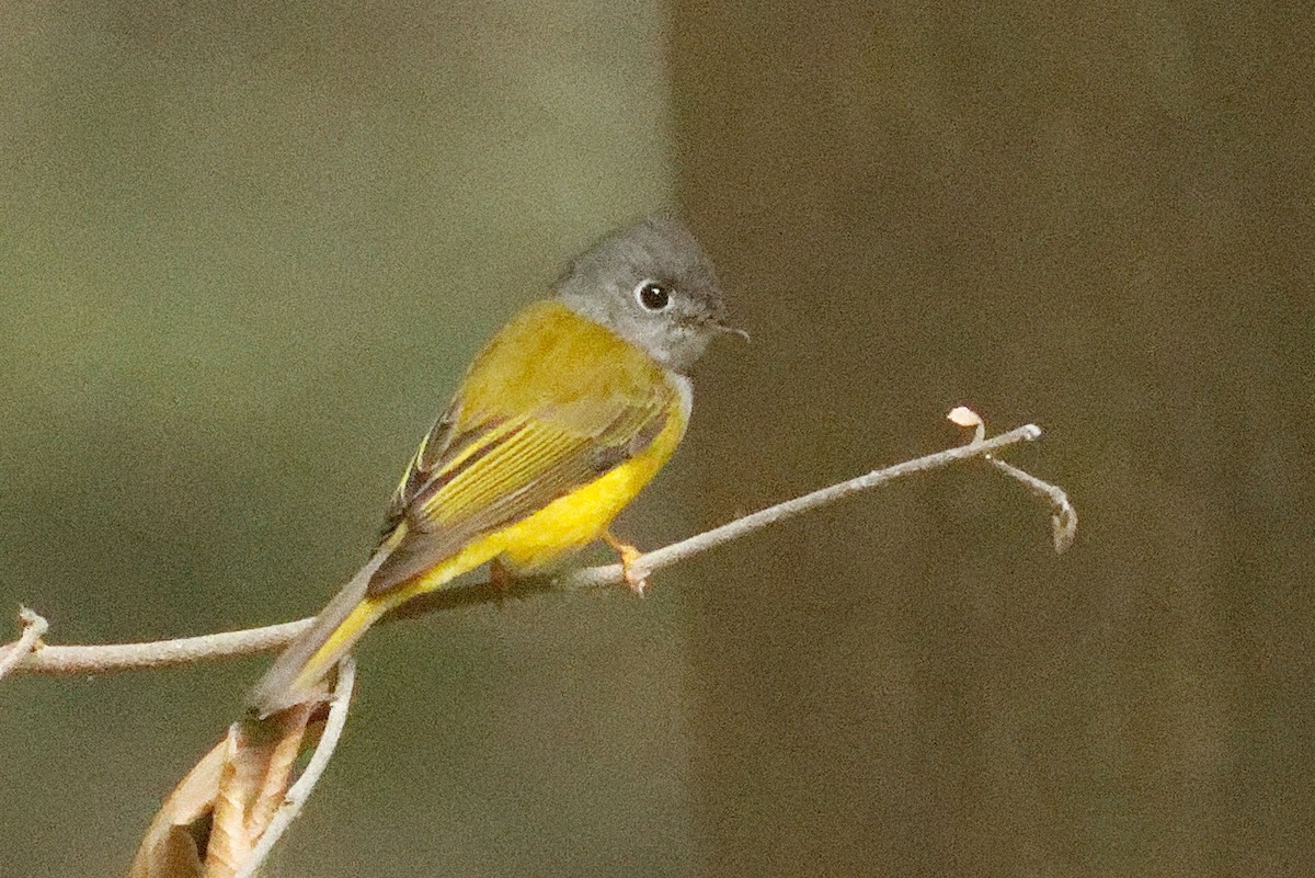 Gray-headed Canary-Flycatcher - ML612338520