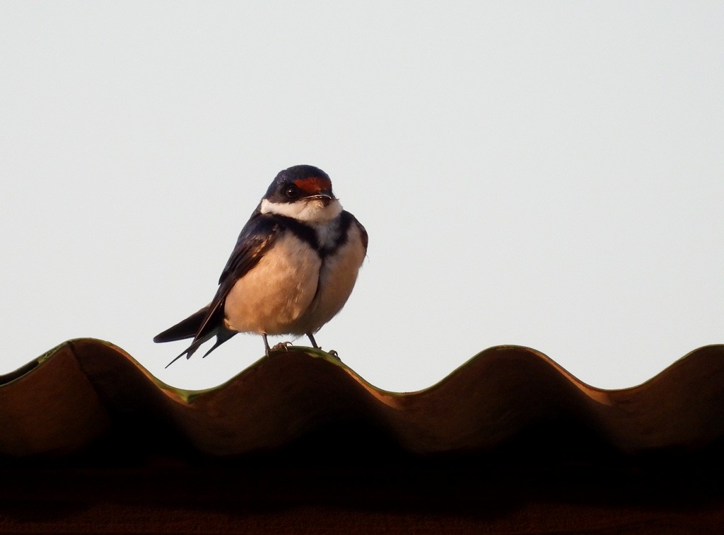 White-throated Swallow - ML612338565
