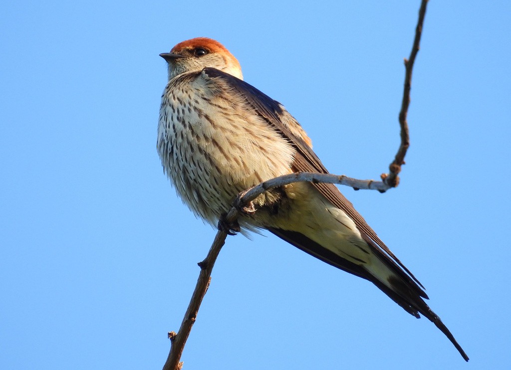 Greater Striped Swallow - ML612338570