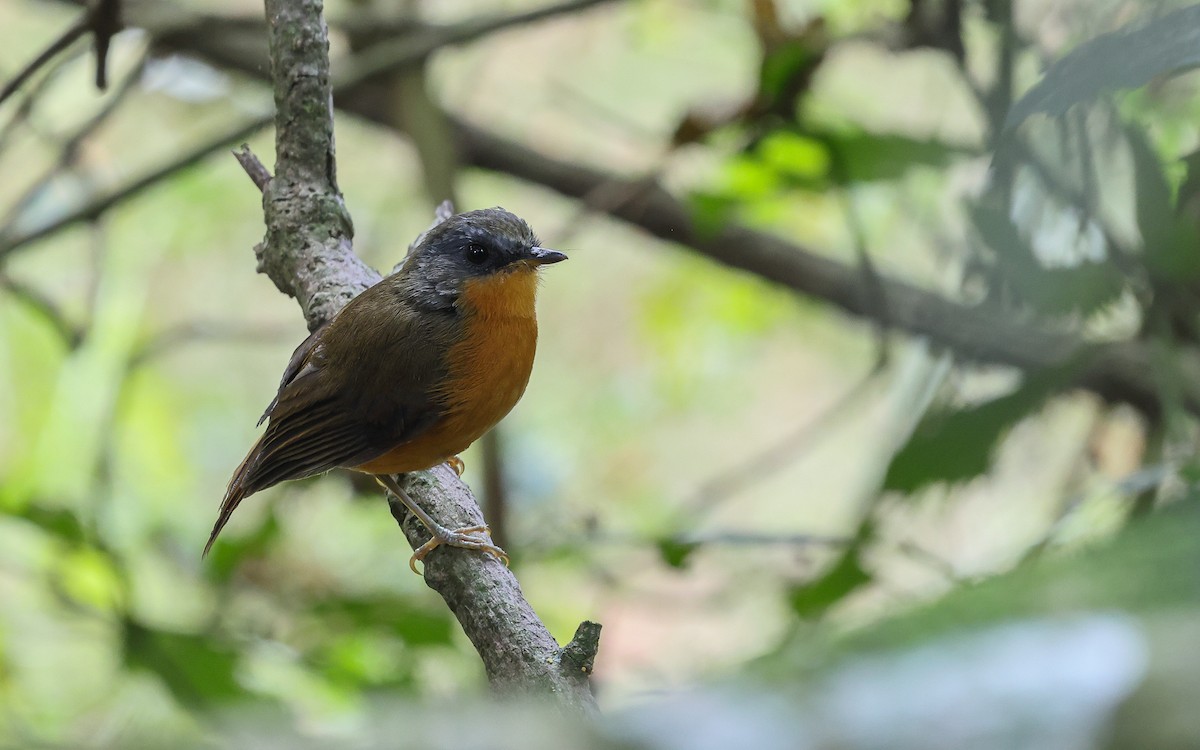 Equatorial Akalat - Dominic Rollinson - Birding Ecotours