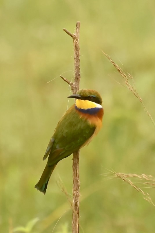 Blue-breasted Bee-eater - ML612338937
