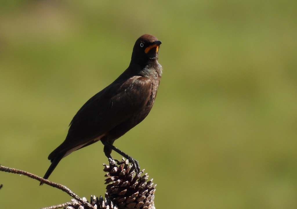 African Pied Starling - ML612339201