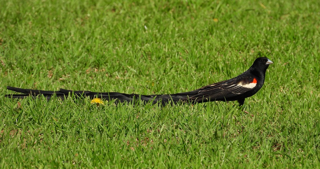 Long-tailed Widowbird - ML612339274
