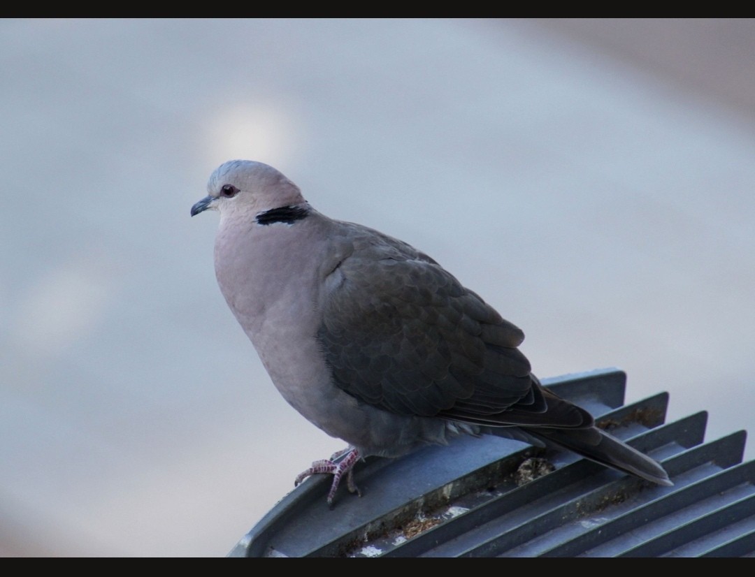 Red-eyed Dove - ML612339440