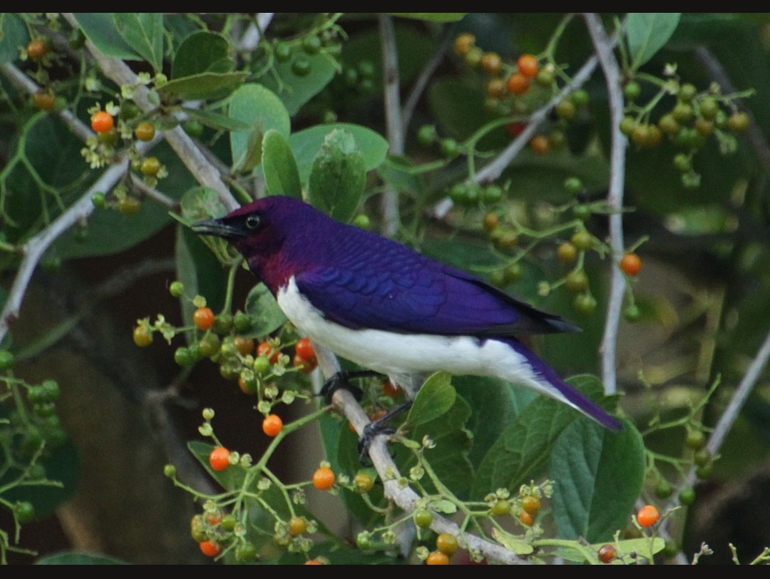 Violet-backed Starling - ML612339597