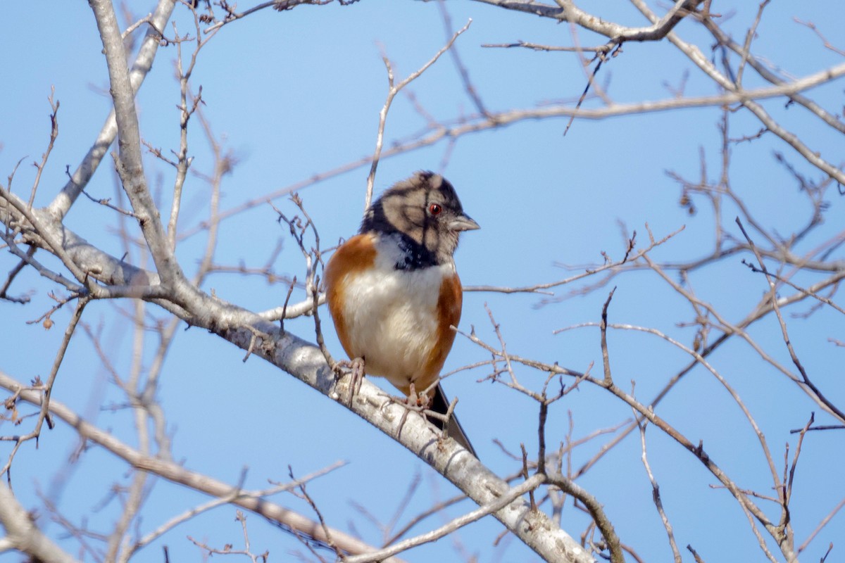 Spotted Towhee - ML612339665