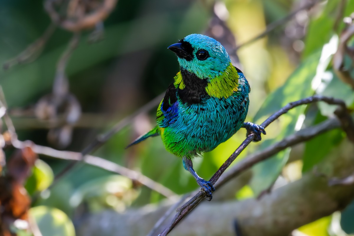 Green-headed Tanager - ML612339968