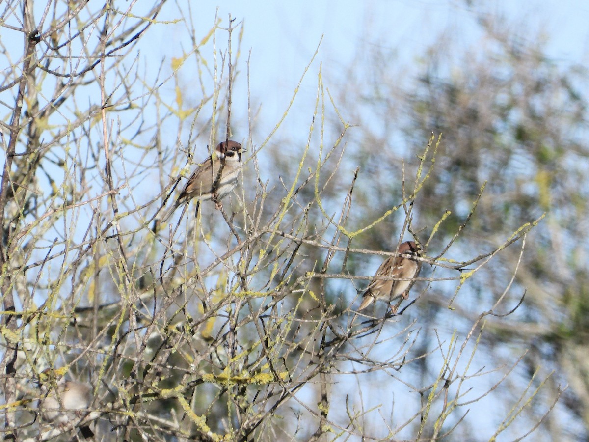 Eurasian Tree Sparrow - ML612341127