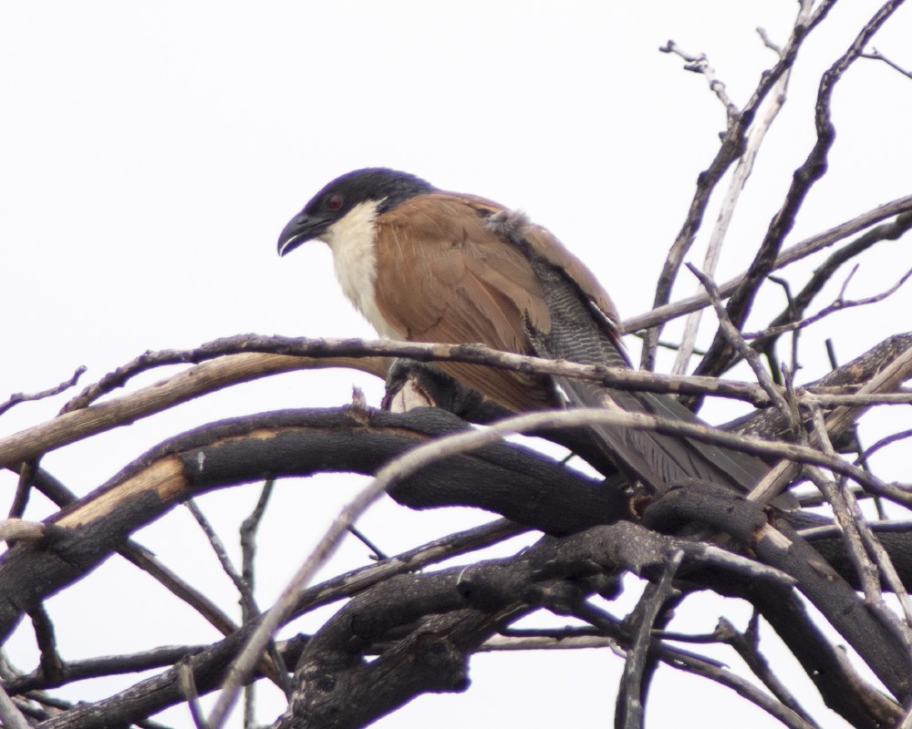 White-browed Coucal (Burchell's) - ML612341304