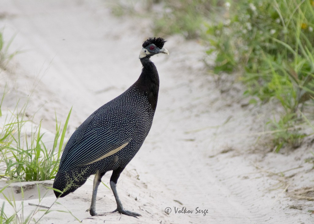 Southern Crested Guineafowl - Volkov Sergey