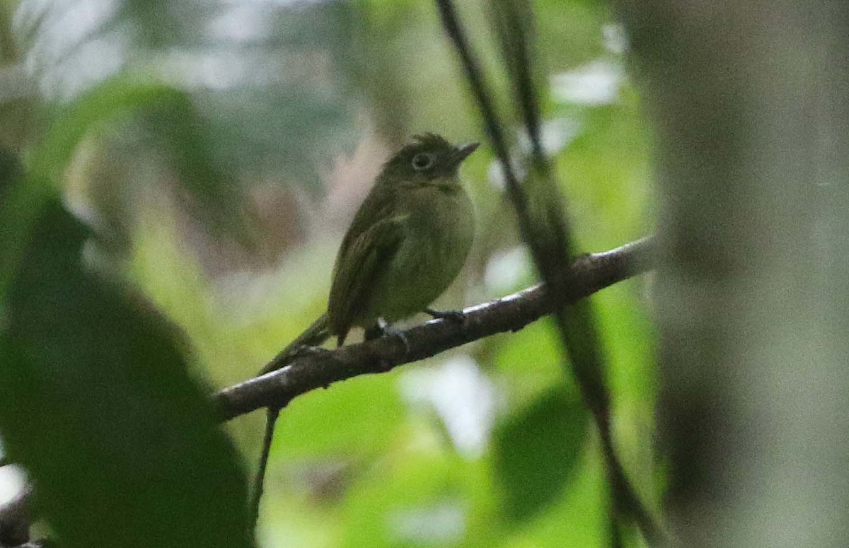 Western Olivaceous Flatbill - ML612341752