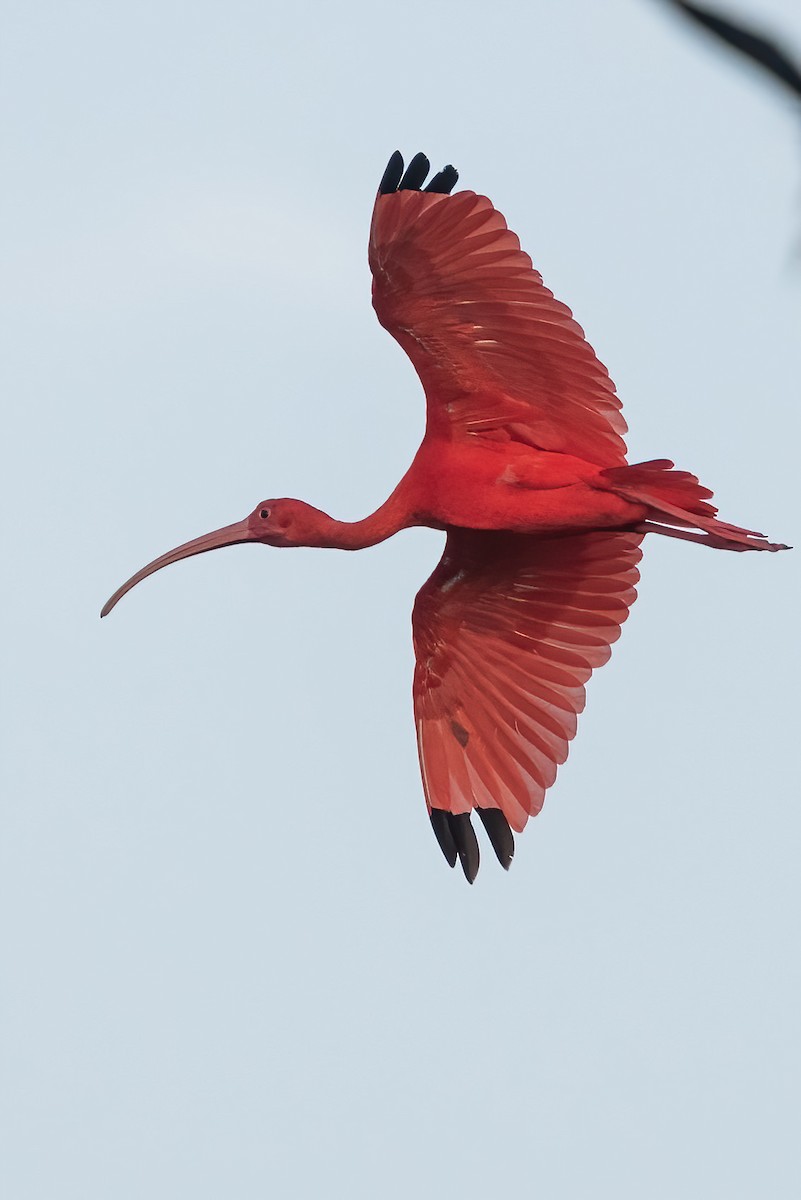 Scarlet Ibis - ML612342030