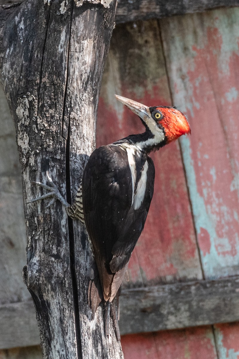 Crimson-crested Woodpecker - ML612342112