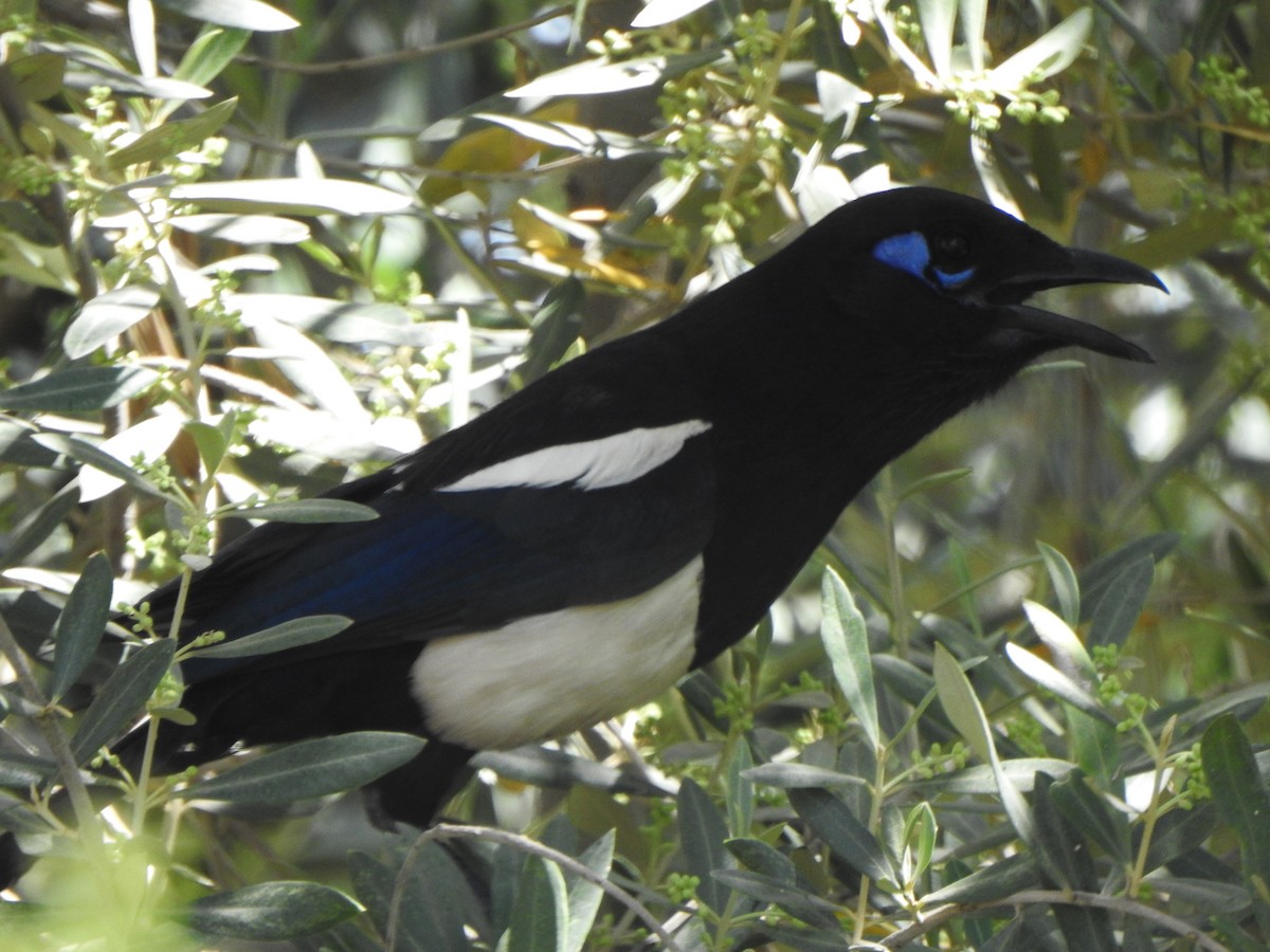 Maghreb Magpie - ML612342198