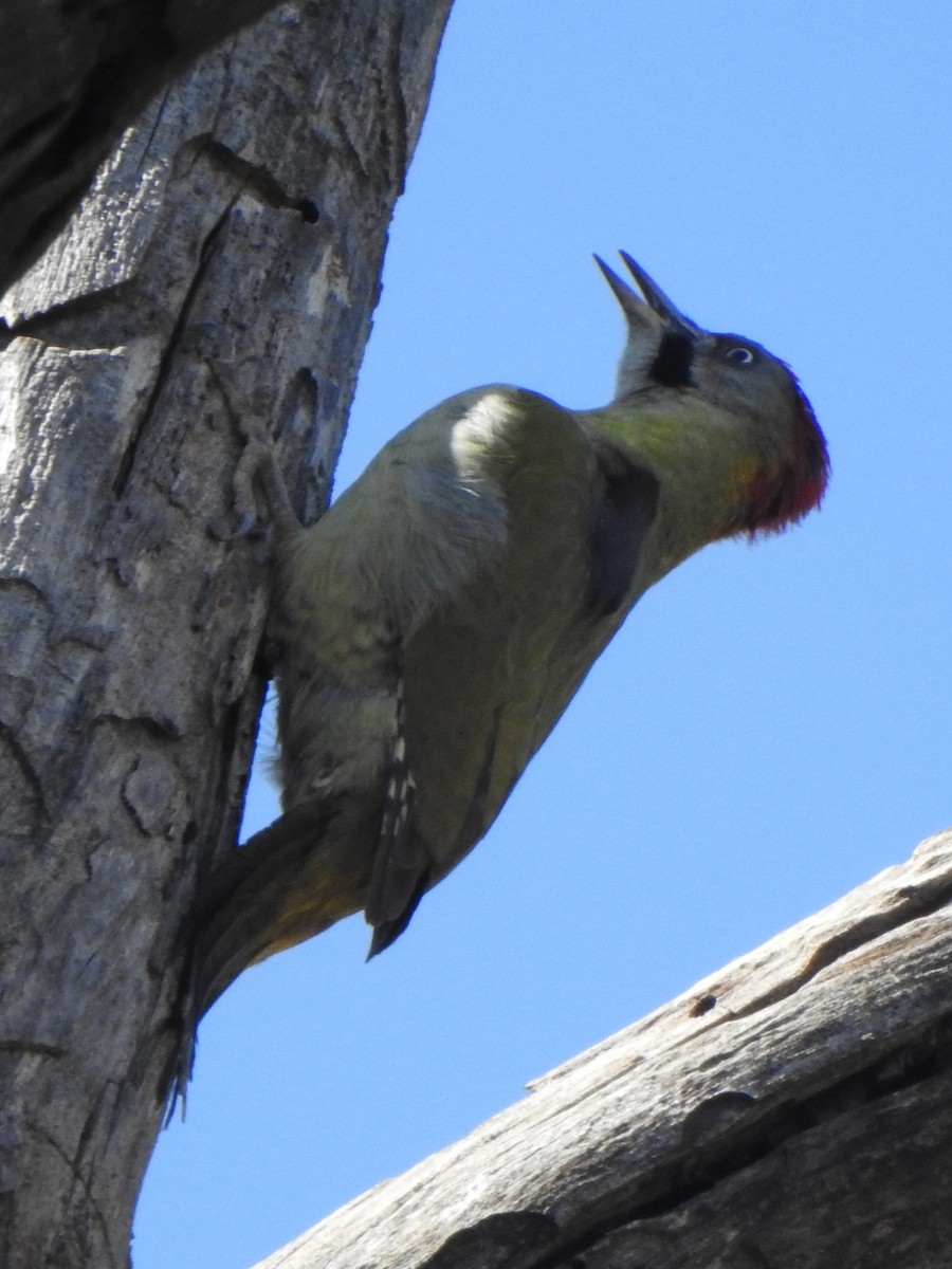 Levaillant's Woodpecker - ML612342205