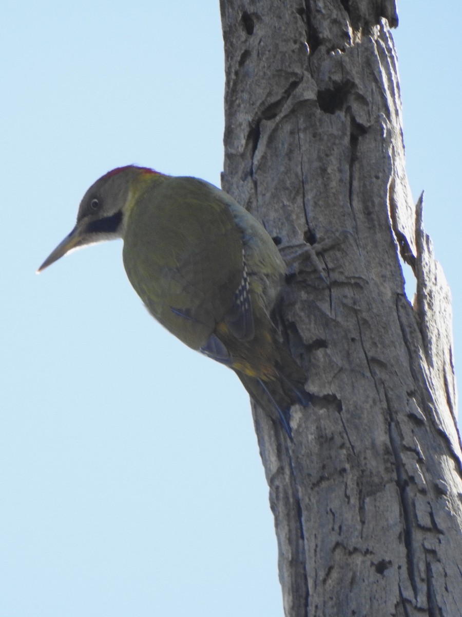 Levaillant's Woodpecker - ML612342206