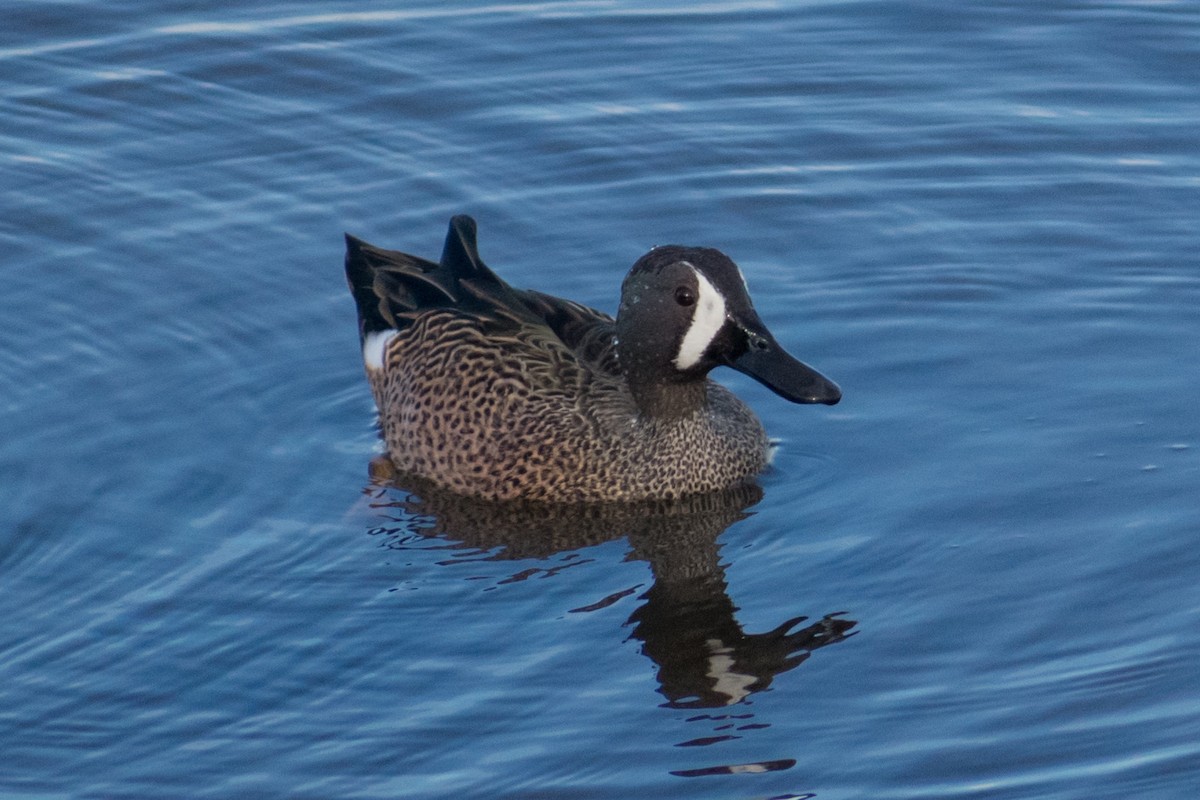 Blue-winged Teal - ML612342401