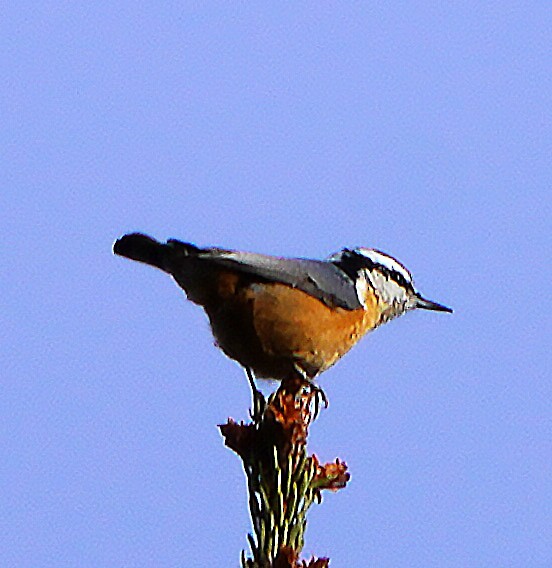 Red-breasted Nuthatch - ML612342406