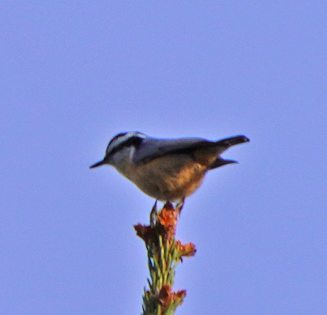Red-breasted Nuthatch - ML612342408