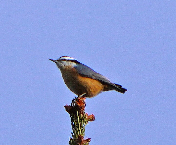 Red-breasted Nuthatch - ML612342410