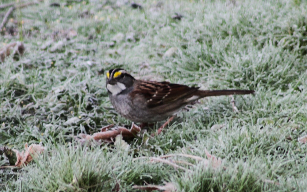 White-throated Sparrow - ML612342426