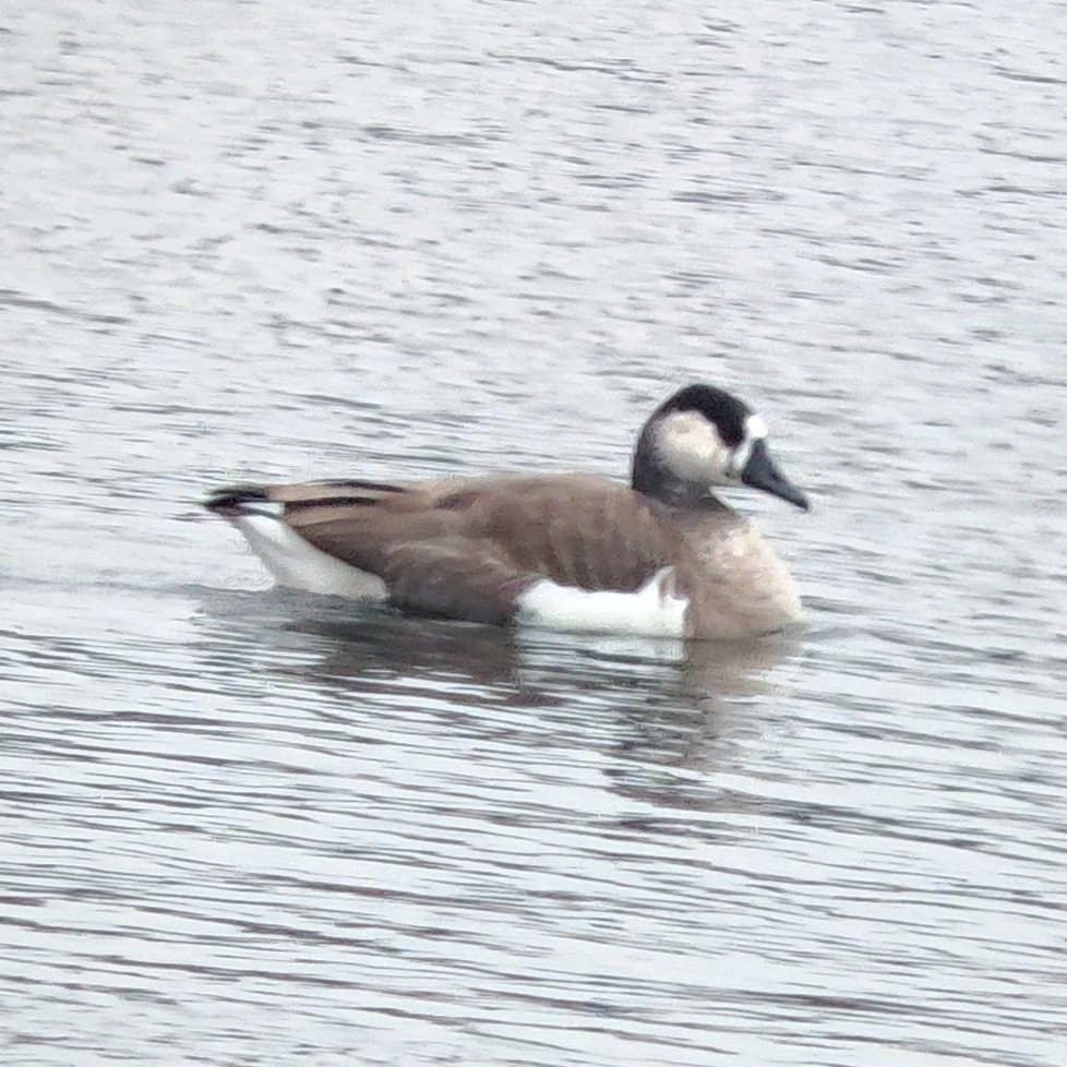 Domestic goose sp. x Canada Goose (hybrid) - ML612342815