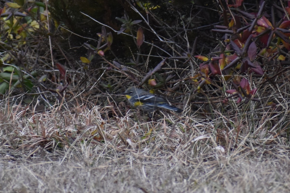 Yellow-rumped Warbler (Audubon's) - ML612342918