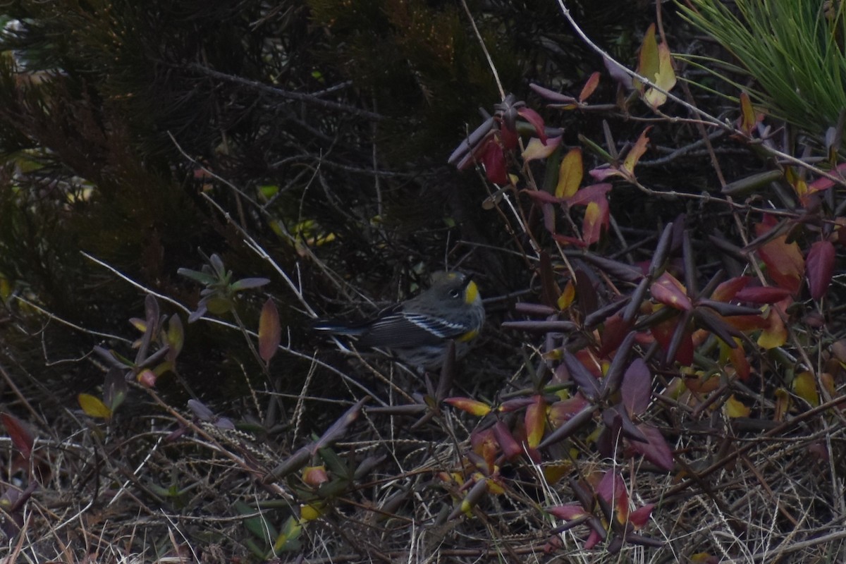 Yellow-rumped Warbler (Audubon's) - ML612342919